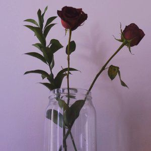 meet the posher, Violet!